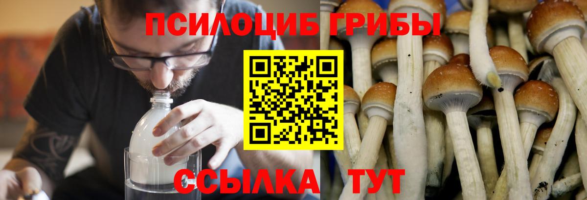 Галлюциногенные грибы прущие грибы  Вход с VPN  Лениногорск 
